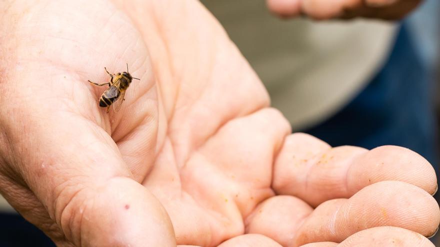 El aguijonazo de la abeja en de nivel 2 y es medida base del Índice Schmidt de dolor por picadura.