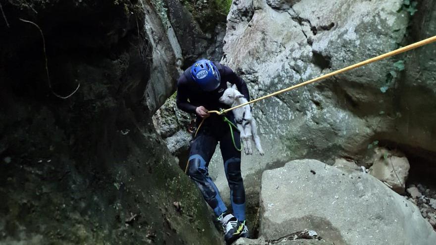 Xabier Oskar García asciende del barranco con el cabrito en brazos