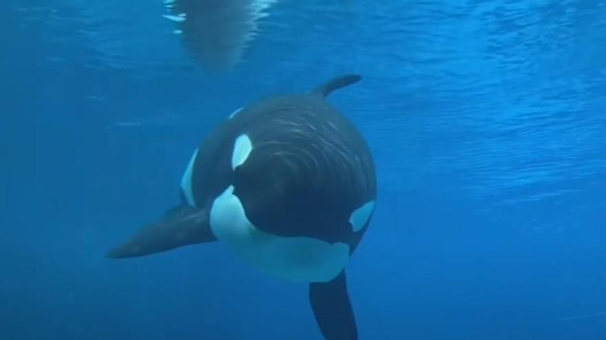 La orca Kiska en su emplazamiento en Marineland poco antes de morir.