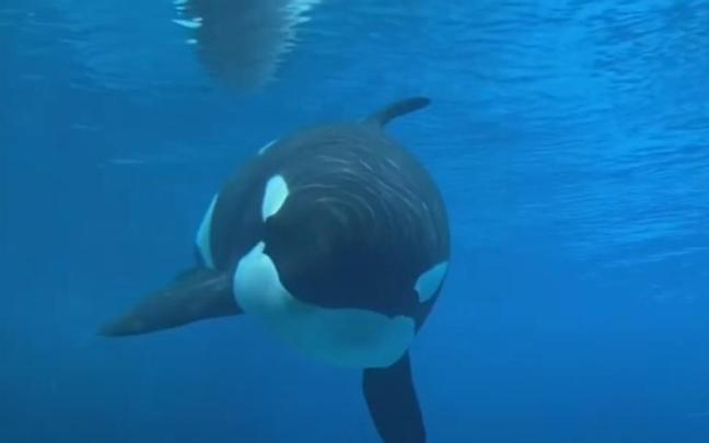 La orca Kiska en su emplazamiento en Marineland poco antes de morir.