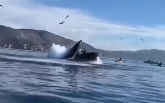 El momento en el que la ballena se traga a las deportistas.