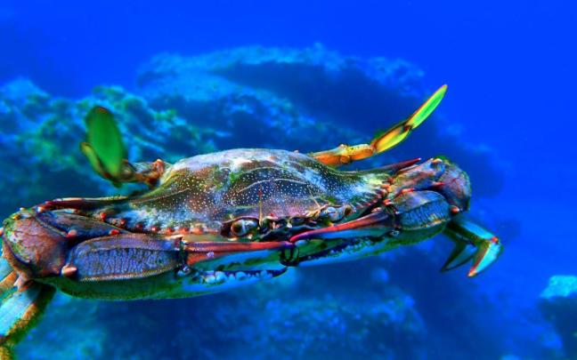 Un cangrejo azul ('Callinectes sapidus') nada en el mar.