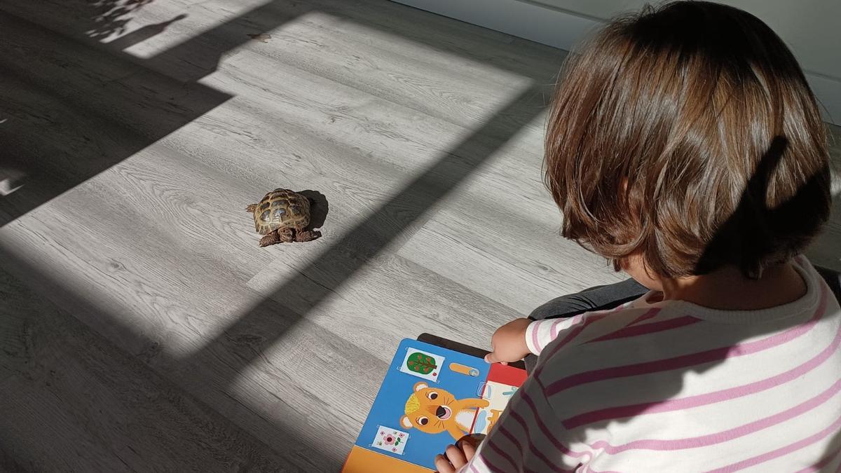 Clemen, tortuga Rusa en sesión de lectura