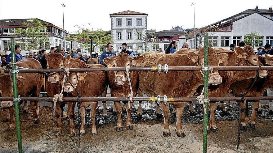 Corral de vacuno en una edición anterior de la feria. | FOTO: A.O.