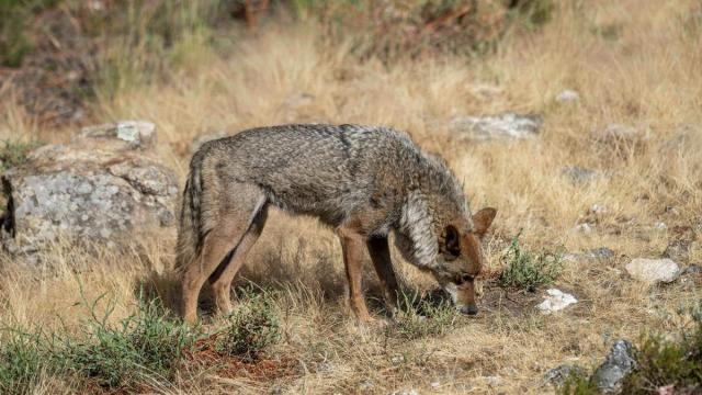 Un ejemplar de lobo ibérico en Zamora.
