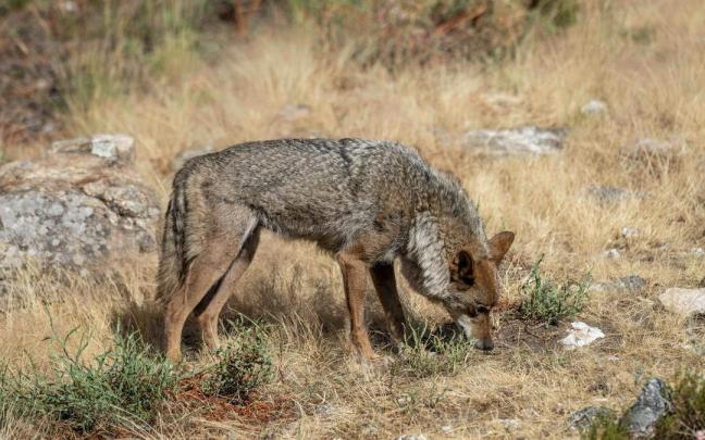 Un ejemplar de lobo ibérico en Zamora.