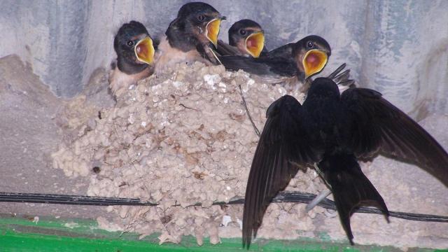 Una golondrina alimenta a sus crías en un nido. / EP Una golondrina alimenta a sus crías en un nido.