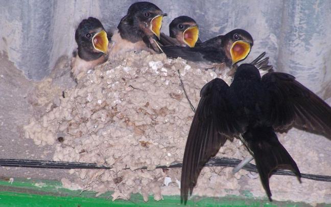 Una golondrina alimenta a sus crías en un nido.