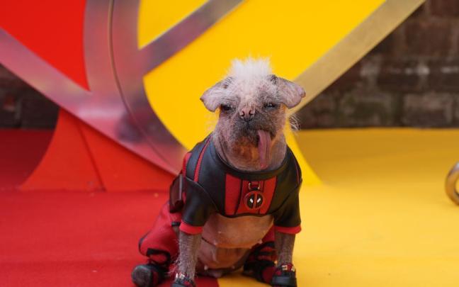 Peggy se ha convertido en todo un fenómeno en redes. / EP Peggy se ha convertido en todo un fenómeno en redes.