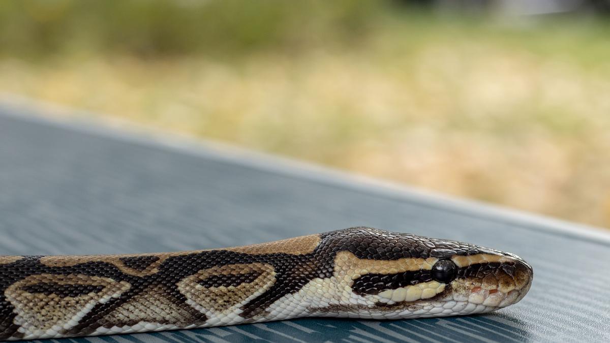 Imagen de archivo de una serpiente.