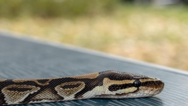 Imagen de archivo de una serpiente.
