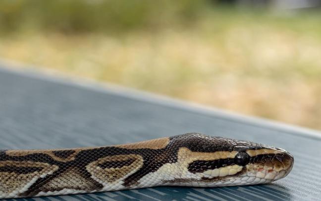 Imagen de archivo de una serpiente.