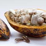 Planta de cacao abierta.