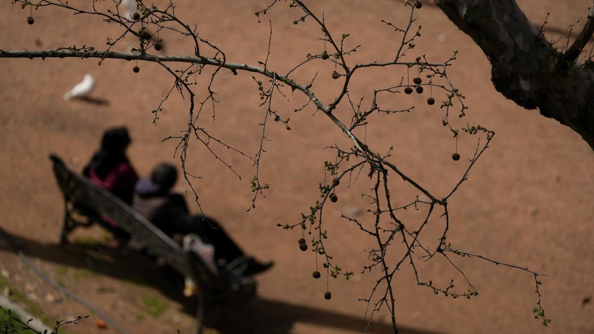 Detalle de un plátano de sombra en un parque del centro de Córdoba.