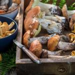 Un bodegón con setas recién cogidas en el campo.