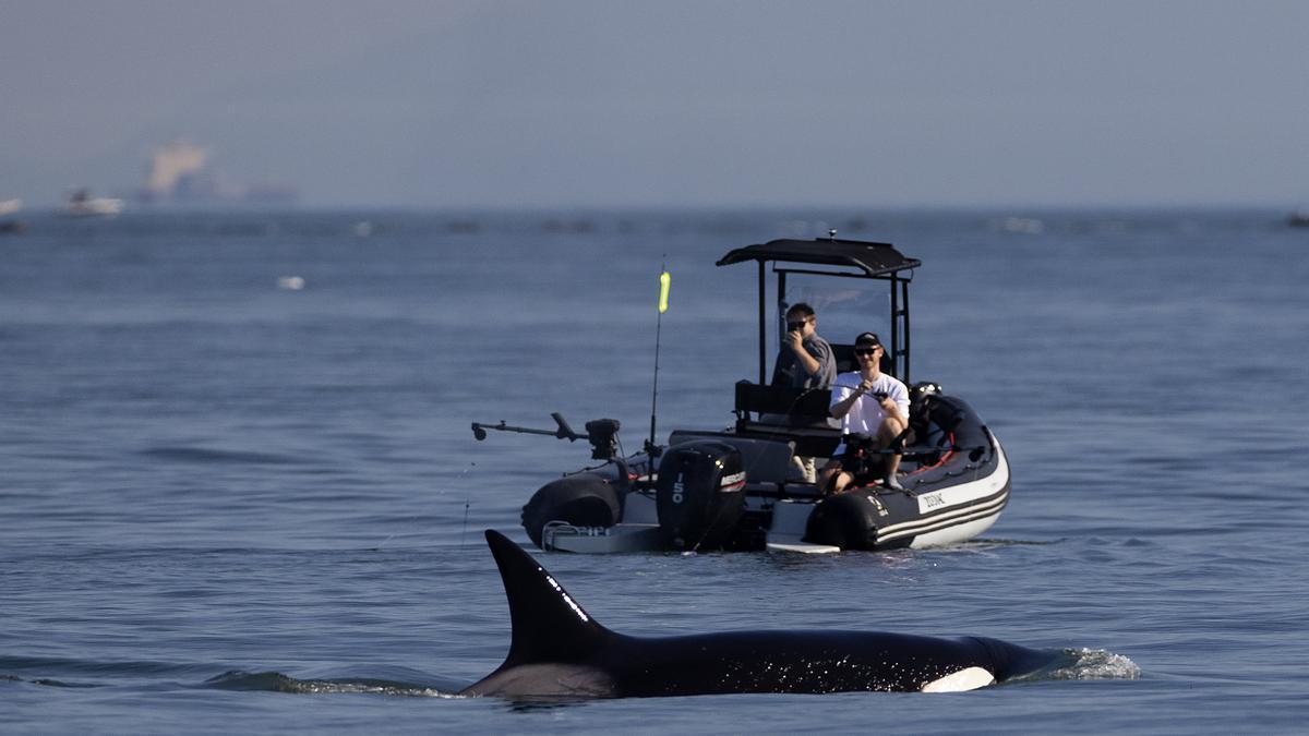 Unos pescadores observan a una orca.