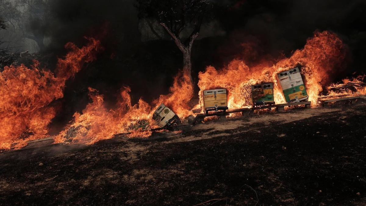 Los incendios forestales asolan Grecia.