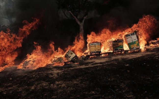 Los incendios forestales asolan Grecia. Los incendios forestales asolan Grecia.