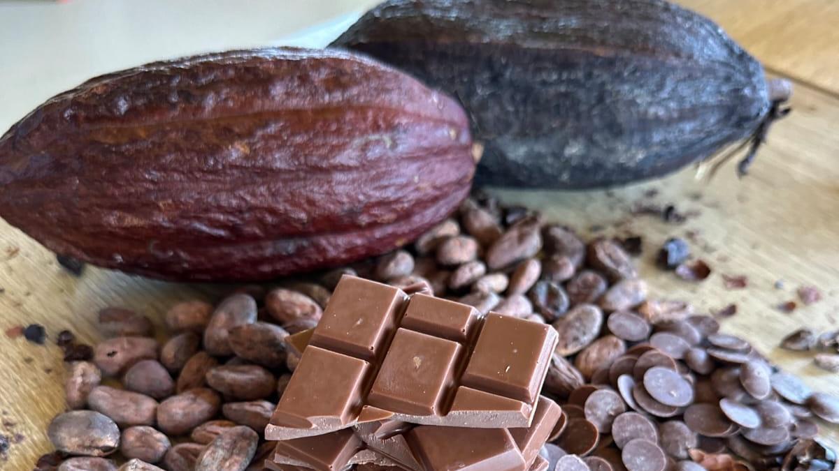 Desde el fruto hasta el producto final, el proceso de elaboración del chocolate es todo un arte.