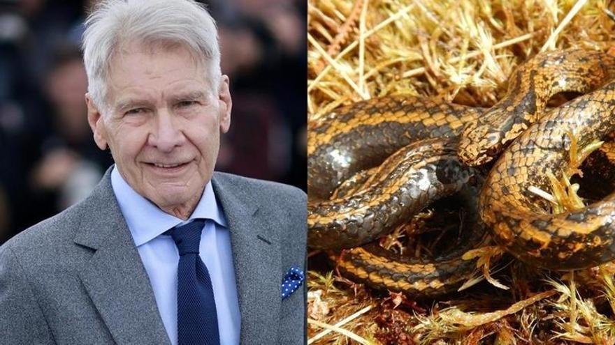 Harrison Ford da nombre a una nueva serpiente.