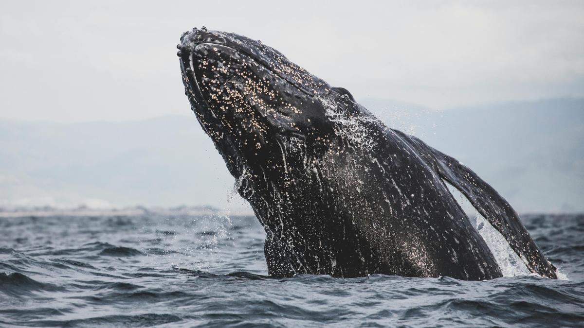 Una ballena gris del Pacífico salta fuera del agua.