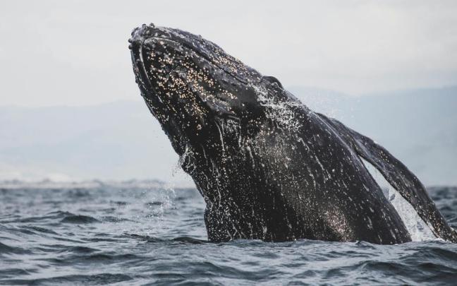 Una ballena gris del Pacífico salta fuera del agua.