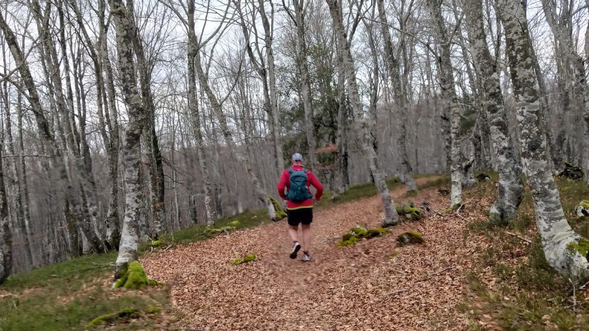 En la bajada a Elgea pasaremos por bosques de ensueño