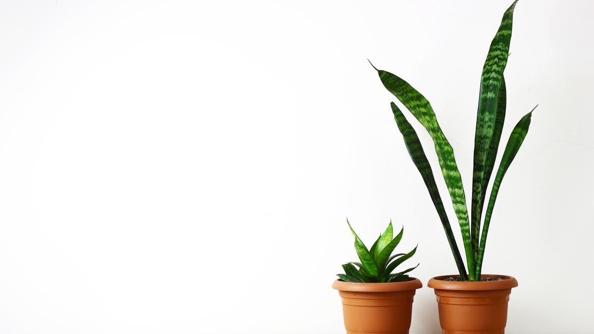 Dos plantas 'Sansevieria' en macetas.