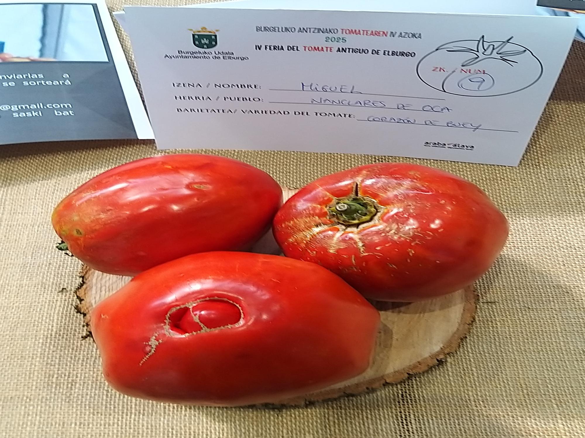 Ejemplares de la variedad Corazón de buey que llegaron a la feria del tomate de Elburgo en 2025 desde Nanclares