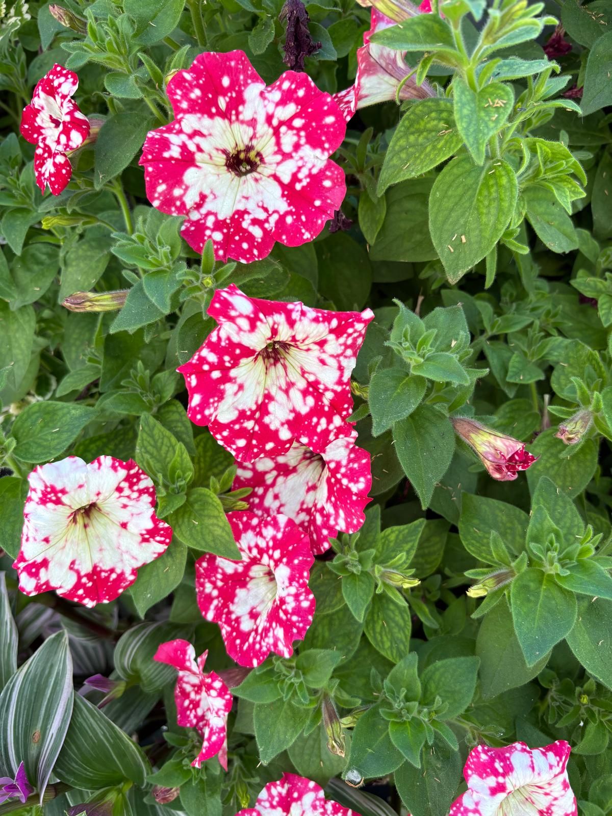 Surfinias con pétalos en dos tonos.