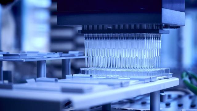 Los científicos usaron un proceso de fermentación similar al de la cerveza. / EFE Los científicos usaron un proceso de fermentación similar al de la cerveza.
