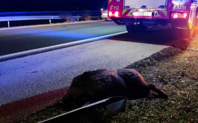 Imagen de un jabalí atropellado. Imagen de un jabalí atropellado.