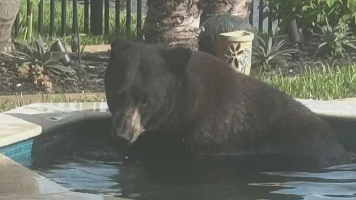 El oso, disfrutando del jacuzzi.