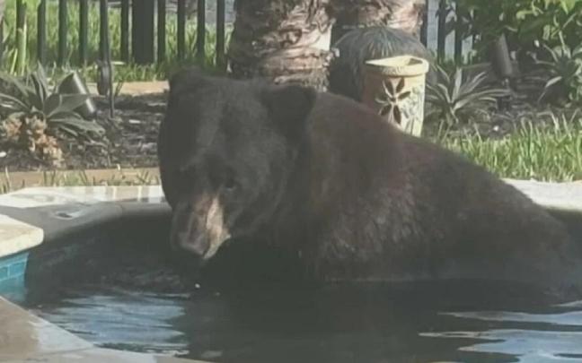 El oso, disfrutando del jacuzzi. / CBS El oso, disfrutando del jacuzzi.