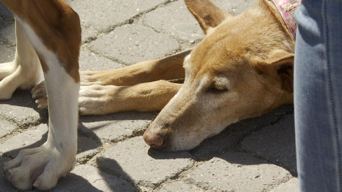 Uno de los perros descansa durante el desfile.