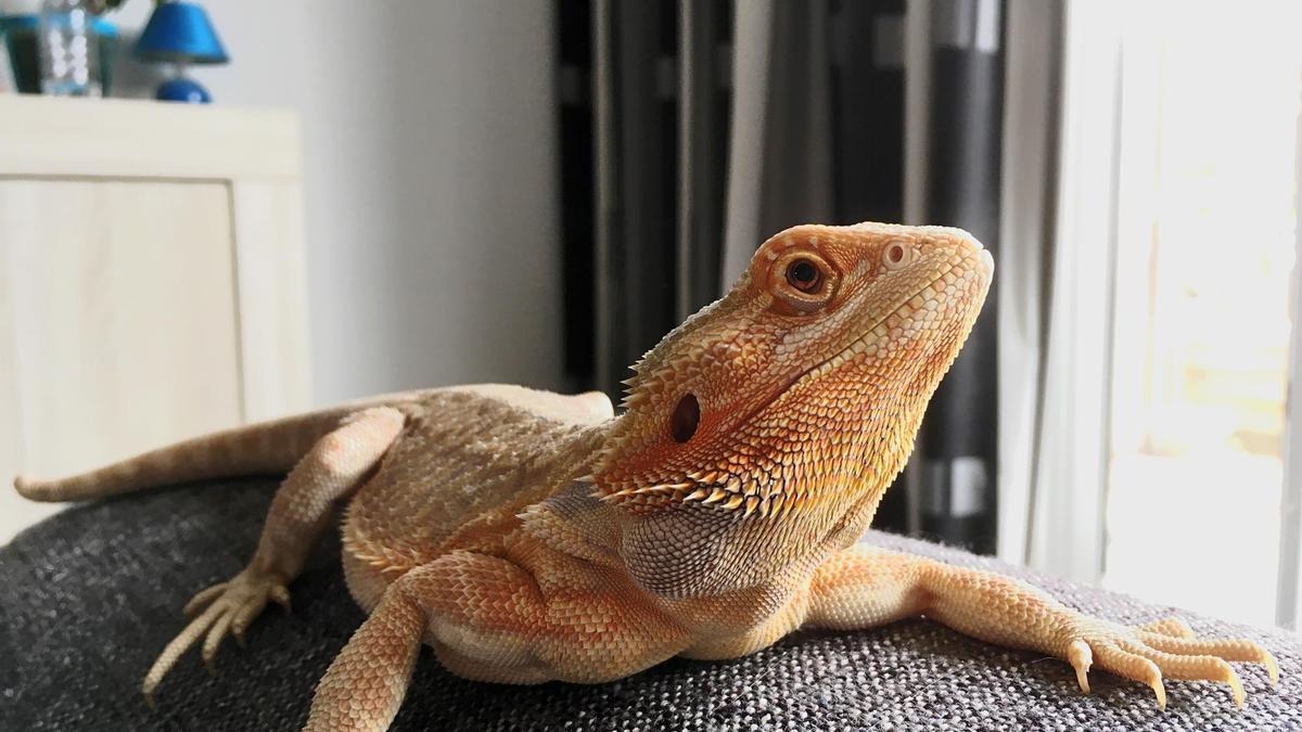 Una pogona descansa sobre el respaldo de un sofá.