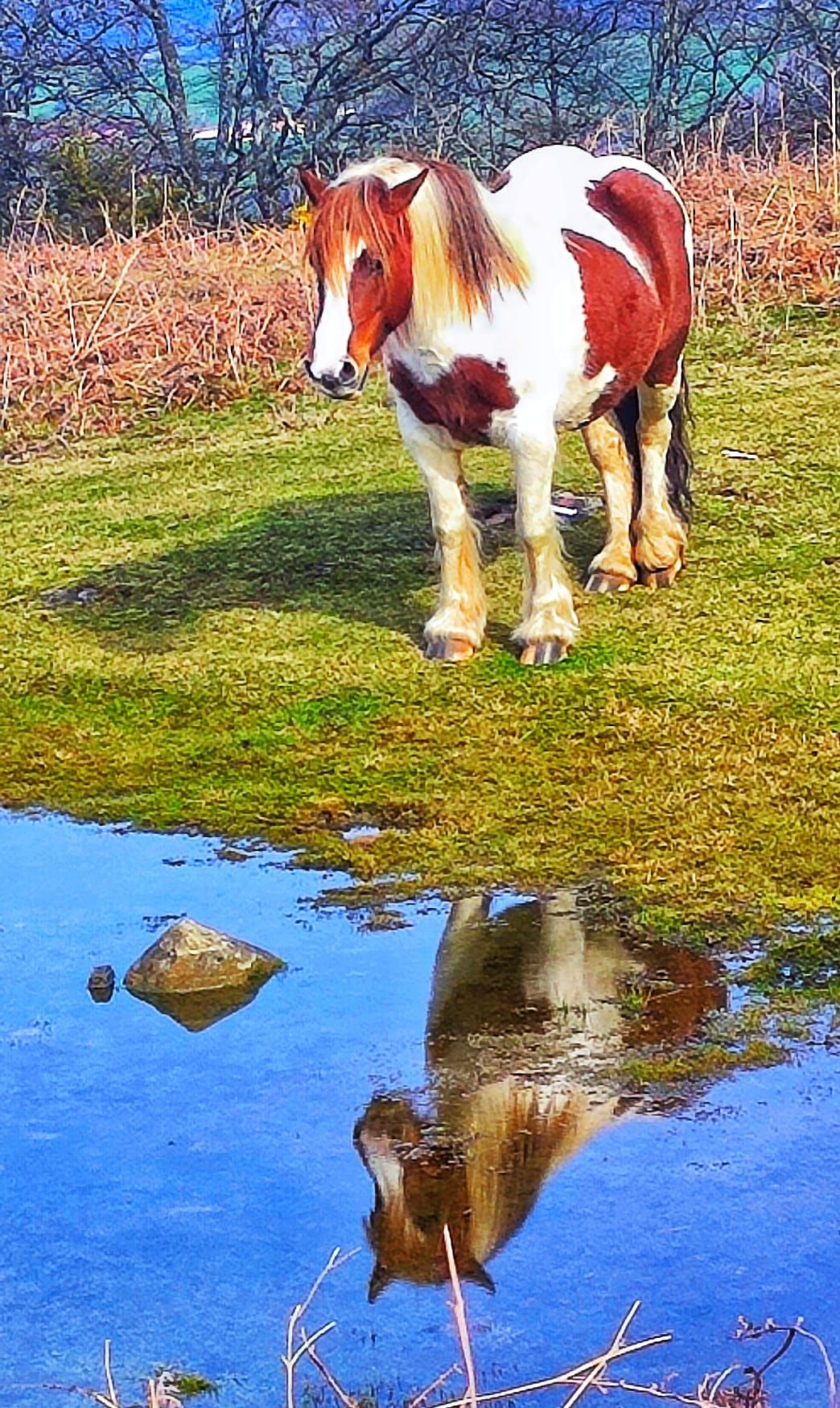 Uno de los caballos que pasta en el cordal Karakate-Irurutzeta, bebiendo en un pequeño pozo situado a los pies de Atxolin