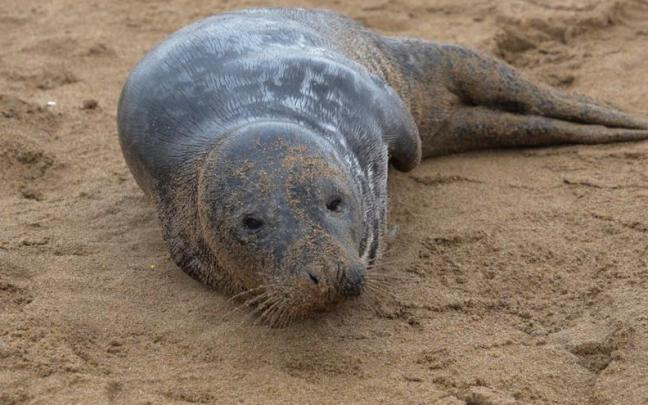 Una foca en la playa sorprende a los zarauztarras