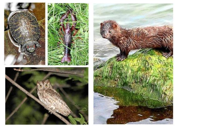 Galápago de Florida, visón americano, cangrejo de río americano y un autillo