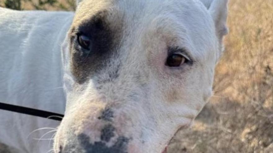 Abren en Ibiza dos expedientes sancionadores por abandono animal con multas de 10.001 euros.