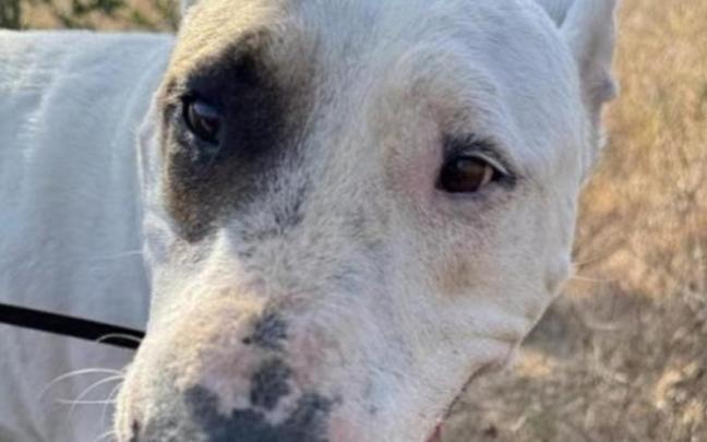 Abren en Ibiza dos expedientes sancionadores por abandono animal con multas de 10.001 euros.