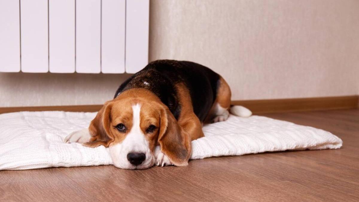 Beagle se queda solo en casa tumbado sobre una mantita al lado del radiador.