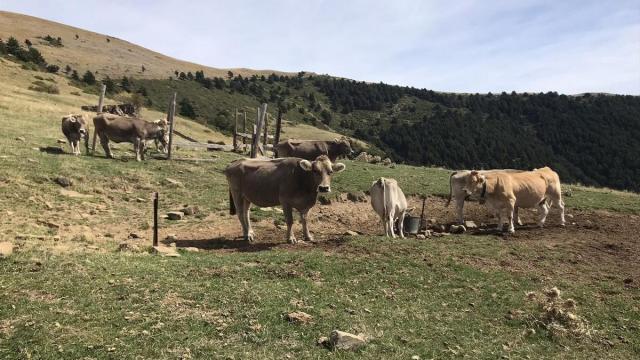 Vacas de una explotación ganadera en una foto de archivo.