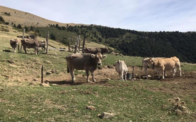 Vacas de una explotación ganadera en una foto de archivo.