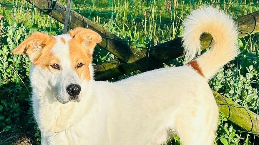 El joven Mojito, un mestizo nacido hace dos años, espera una familia que lo adopte
