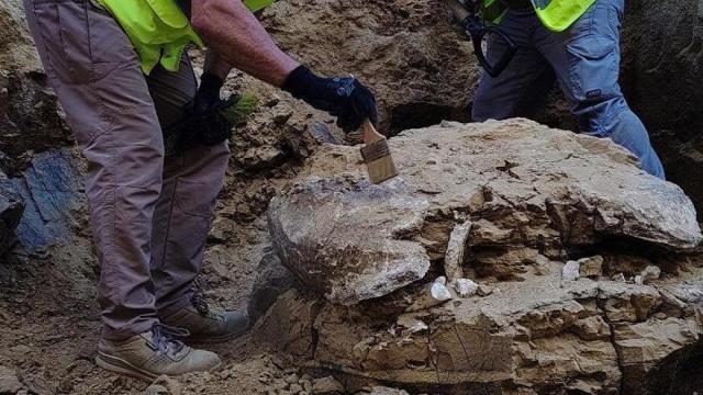 Se trataría de restos de un caparazón de tortuga gigante identificada como una Titanochelon bolivari y datada entre el Mioceno medio e inferior, es decir, de más de 15 millones de años.