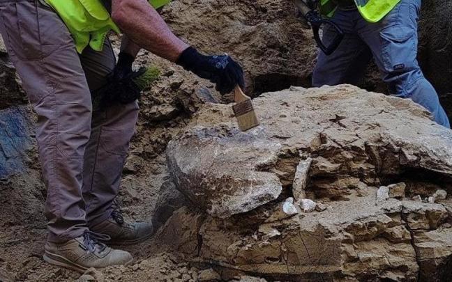 Se trataría de restos de un caparazón de tortuga gigante identificada como una Titanochelon bolivari y datada entre el Mioceno medio e inferior, es decir, de más de 15 millones de años.