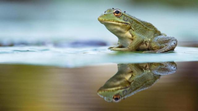 Mikel Usillos es un joven bilbaino amante de la fotografía de naturaleza o vida salvaje.