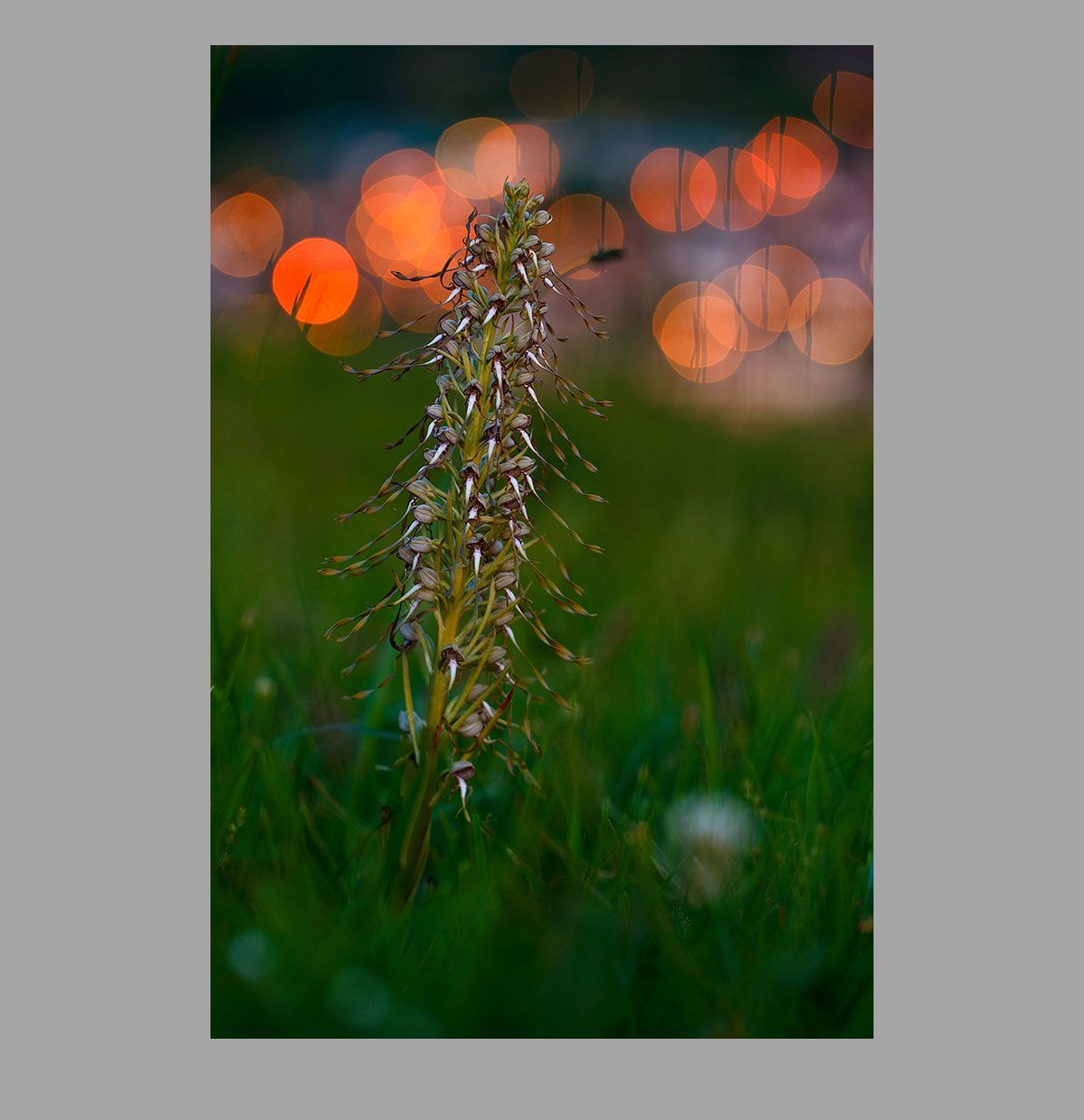 Foto ganadora de categoría general