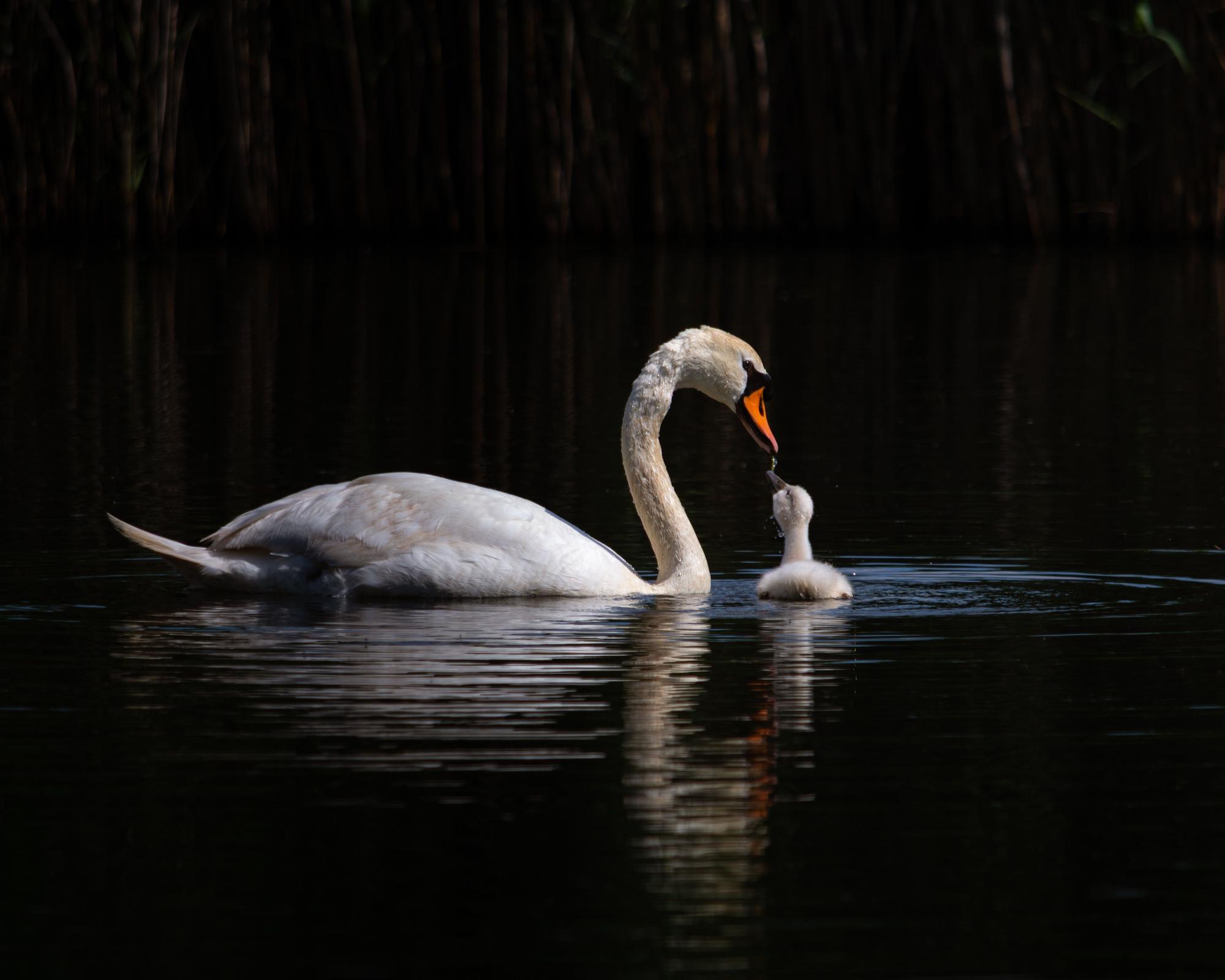 Mikel Usillos es un aficionado de la fotografía desde que era un niño.